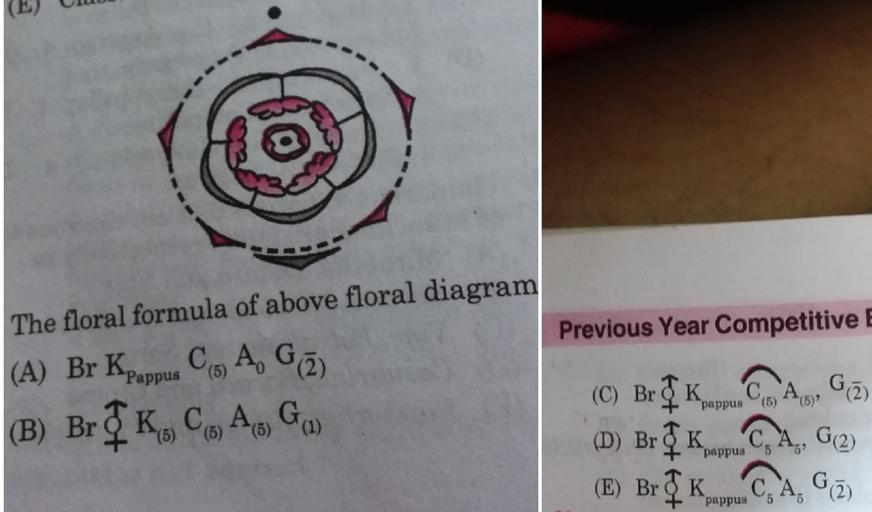The floral formula of above floral diagram (A) Br KP... Biology