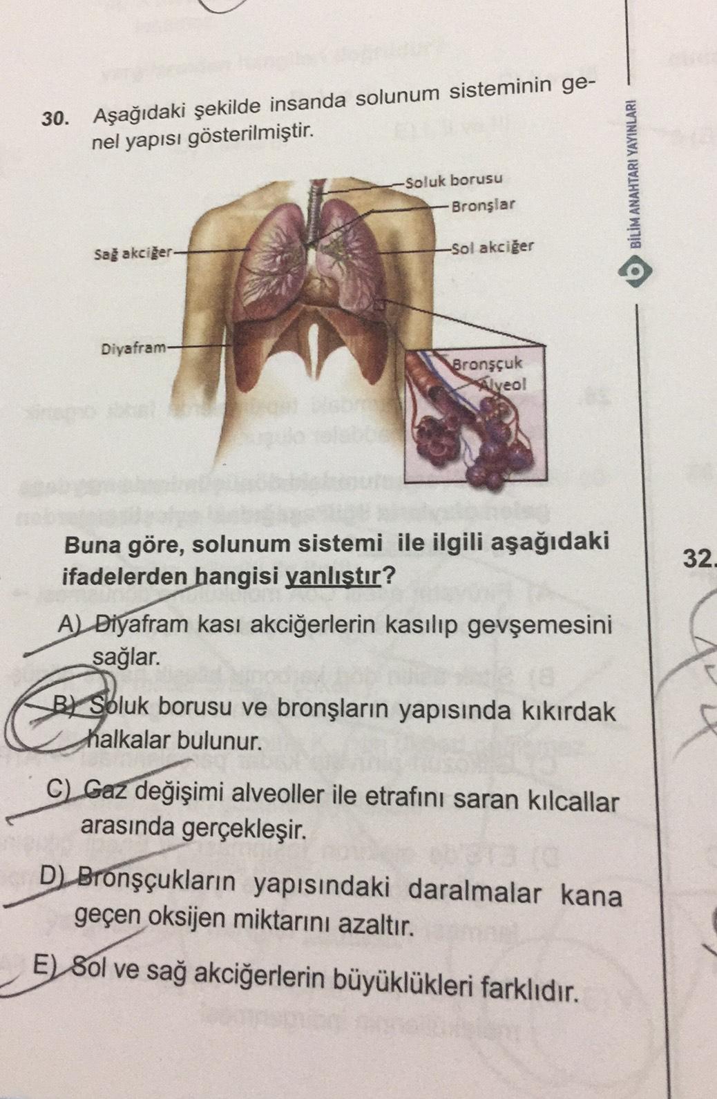 asagida insanda soluk alma ve soluk verme sirasind biyoloji asagida insanda soluk alma ve soluk verme sirasind biyoloji