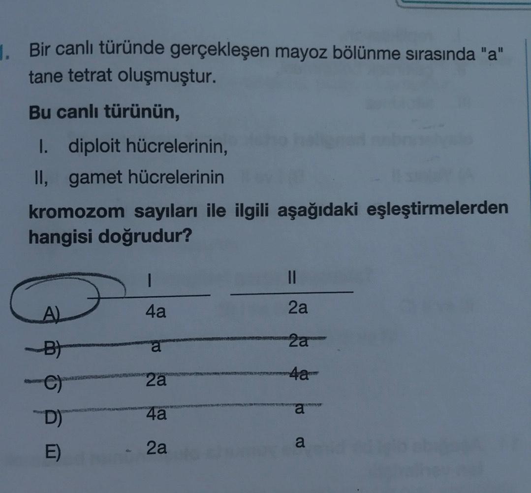 1 bir canli turunde gerceklesen mayoz bolunme sira biyoloji