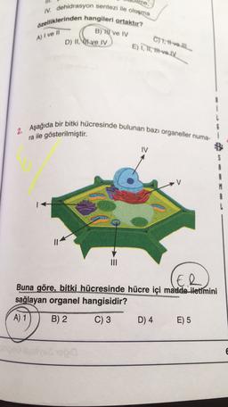 IV. dehidrasyon sentezi ile oluşma
özelliklerinden hangileri ortaktır?
D) II, İl ve IV
B) HI ve IV
A) I ve Il
C)1. tvoll
E) I, II, Hvolv
2. Aşağıda bir bitki hücresinde bulunan bazı organeller numa-
IV
v
Il
ER
Buna göre, bitki hücresinde hücre içi madde iletimini
sağlayan organel hangisidir?
A) 1
B) 2
C) 3
D) 4
E) 5
€
