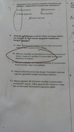 3.
1.
Hayvansal hücre zarlarına özgüllük kazandıran gli-
kolipitler, aşağıdakilerin hangisinde sentezlenir?
Bir
elel
kisi
I
A) Ribozomlarda
B/Sitoplazmada
D) Lizozomda
DjLiZ
C) Golgi aygıtında
(A)
E) Hücre zarında
A)
B
2.
insanda gerçekleşen normal mitoz v