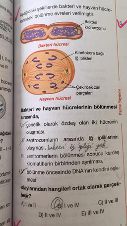 Aşağıdaki şekillerde bakteri ve hayvan hücre-
lerindeki bölünme evreleri verilmiştir.
Bakteri
kromozomu
5
Bakteri hücresi
) 1, Il vel
Kinetokora bağlı
iğ iplikleri
vel
8
-hücrenin
erilmiştir.
Çekirdek zari
parçaları
Hayvan hücresi
Palme Yayınevi
Bakteri ve hayvan hücrelerinin bölünmesi
sırasında,
W. genetik olarak özdeş olan iki hücrenin
oluşması,
X. sentrozomların arasında iğ ipliklerinin
ağıdaki
-?
11-1-1
1
oluşması, bakteri' ti plesi yok
ortamın
etik kop-
III. sentromerlerin bölünmesi sonucu kardeş
kromatitlerin birbirinden ayrılması,
W. bölünme öncesinde DNA'nın kendini eşle-
mesi
olaylarından hangileri ortak olarak gerçek-
leşir?
A) I ve II
en kro-
BY I ve IV
D) II ve IV
C) Il ve III
E) III ve IV
alis
yen
