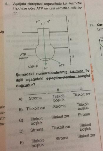 Aşağıda kloroplast organelinde kemiozmotik
hipoteze göre ATP sentezi şematize edilmiş-
tir.
H+
H+
H+
11. Kara
tam
Mg
11
Ni
m
ATP
sentaz
III
ADP+P
ATP
H
Şemadaki numaralandırılmış kısımlar ile
ilgili aşağıdaki eşleştirmelerden hangisi
doğrudur?
Palme Yayıne