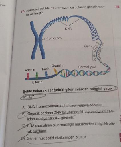 a von
18.
17. Aşağıdaki şekilde bir kromozomda bulunan genetik yapt-
lar verilmiştir.
DNA
Kromozom
Gen
Loto
Guanin
Adenin
Timin
Sarmal yapi
OD ODO
Sitozin
Şekle bakarak aşağıdaki çıkarımlardan hangisi yapi-
lamaz?
A) DNA kromozomdan daha uzun yapıya sahipt