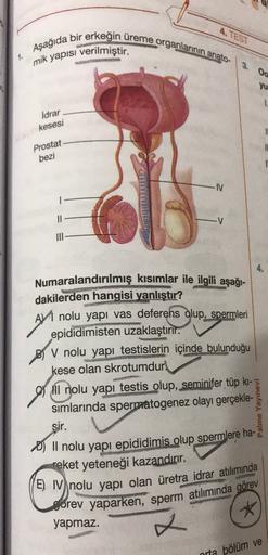 4. TEST
a bir erkeğin üreme organlarının anato-
Aşağıda
1.
mik yapısı verilmiştir.
3.
Oo
1
Idrar
kesesi
Prostat
bezi
-IV
II
V
AM
Numaralandırılmış kısımlar ile ilgili aşağı-
dakilerden hangisi yanlıştır?
AV1 nolu yapı vas deferens glup, spermleri
epididimi