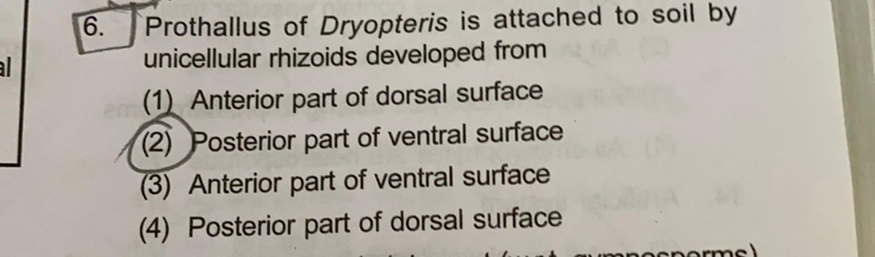 6. al Prothallus of Dryopteris is attached to soil b... Biology