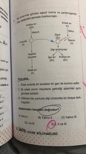 ozlemlens
2 Bal arılarında görülen eşeyli üreme ve partenogenez
B
olayı aşağıdaki şemada özetlenmiştir.
i
Erkek ari
8
Kraliçe ari
(2n)
(n)
4.
Mitoz
Mayoz
Zigot
(2n)
O.....
Sperm
Yumurta
(n)
(n)
Dişi embriyolar
Haploid
büyüme
İşçi ari
(2n)
Kraliçe ari
(2n)