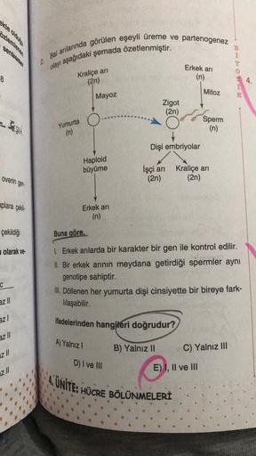 ozlemlens
2 Bal arılarında görülen eşeyli üreme ve partenogenez
B
olayı aşağıdaki şemada özetlenmiştir.
i
Erkek ari
8
Kraliçe ari
(2n)
(n)
4.
Mitoz
Mayoz
Zigot
(2n)
O.....
Sperm
Yumurta
(n)
(n)
Dişi embriyolar
Haploid
büyüme
İşçi ari
(2n)
Kraliçe ari
(2n)
