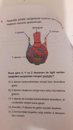 Aşağıdaki şekilde akciğerlerde bulunan alvere
8.
bağlantılı damarlar gösterilmiştir.
Bronşçuk
Z damari
X damari
Alveol
Y damarı
Buna göre X, Y ve Z damarları ile ilgili verilen
aşağıdaki yargılardan hangisi yanlıştır?
A) X damarı karbondioksitçe zengin kanı alveollere
getirir.
B) Z damarı oksijence zengin kanı doku hücrelerine
götürür.
C) Y damarı ile kandaki karbondioksit alveollere, al-
veollerdeki oksijen kana geçer.
D) Alveoller, X damarı ile gelen kandan beslenir.
E) Z damarındaki boşaltım atığı miktarı X damarin-
dan fazladır.