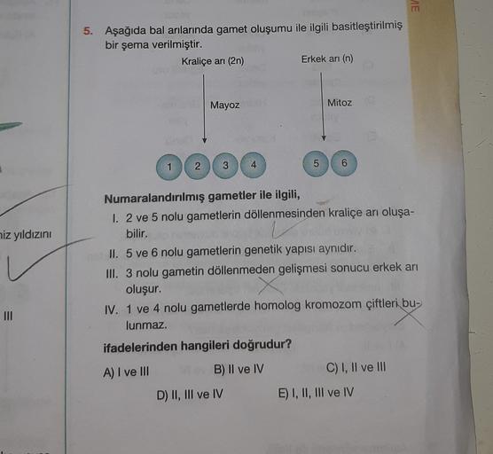 AE
5. Aşağıda bal arılarında gamet oluşumu ile ilgili basitleştirilmiş
bir şema verilmiştir.
Kraliçe ani (2n)
Erkek ani (n)
Mayoz
Mitoz
2
3
4
5
6
hiz yıldızını
Numaralandırılmış gametler ile ilgili,
1. 2 ve 5 nolu gametlerin döllenmesinden kraliçe anı oluş