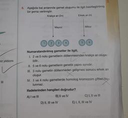 AE
5. Aşağıda bal arılarında gamet oluşumu ile ilgili basitleştirilmiş
bir şema verilmiştir.
Kraliçe ani (2n)
Erkek ani (n)
Mayoz
Mitoz
2
3
4
5
6
hiz yıldızını
Numaralandırılmış gametler ile ilgili,
1. 2 ve 5 nolu gametlerin döllenmesinden kraliçe anı oluşa-
bilir.
II. 5 ve 6 nolu gametlerin genetik yapısı aynıdır.
III. 3 nolu gametin döllenmeden gelişmesi sonucu erkek arı
oluşur.
IV. 1 ve 4 nolu gametlerde homolog kromozom çiftleri bu-
lunmaz.
III
ifadelerinden hangileri doğrudur?
A) I ve III
B) II ve IV
C) I, II ve III
D) II, III ve IV
E) I, II, III ve IV