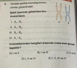 XNZ
4.
1 2
1
2
Yandaki şekilde homolog kromo-
zomlar gösterilmiştir.
Şekil üzerinde gösterilen kro-
mozomların;
Doc.
se"
A
B
I. A, B,
II. A, - B2,
III. B, -B2
IV. A,-Ą
kromatitlerinden hangileri arasında cross-over gerçek.
leşebilir?
A) I ve II
B) I ve III
D) I, II ve IV
E) I, II, III ve IV
C) II ve III
