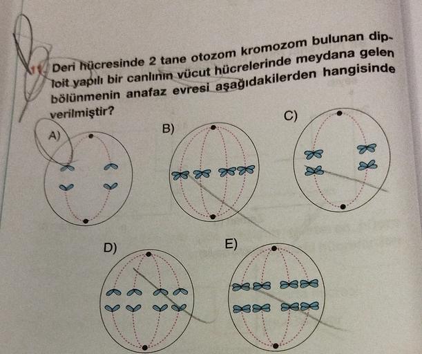 Deri hücresinde 2 tane otozom kromozom bulunan dip-
loit yapılı bir canlının vücut hücrelerinde meydana gelen
bölünmenin anafaz evresi aşağıdakilerden hangisinde
verilmiştir?
A
C)
B)
88
88
80
D)
E)
383 388
Q303
380
