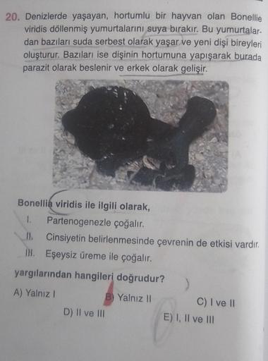 20. Denizlerde yaşayan, hortumlu bir hayvan olan Bonellie
viridis döllenmiş yumurtalarını suya bırakır. Bu yumurtalar-
dan bazıları suda serbest olarak yaşar ve yeni dişi bireyleri
oluşturur. Bazıları ise dişinin hortumuna yapışarak burada
parazit olarak b