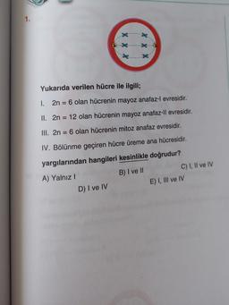 1.
Yukarıda verilen hücre ile ilgili;
1.
2n = 6 olan hücrenin mayoz anafaz-l evresidir.
II. 2n = 12 olan hücrenin mayoz anafaz-ll evresidir.
III. 2n = 6 olan hücrenin mitoz anafaz evresidir.
IV. Bölünme geçiren hücre üreme ana hücresidir.
yargılarından hangileri kesinlikle doğrudur?
A) Yalnız!
B) I ve II
C) I, II ve IV
D) I ve IV
E) I, III ve IV