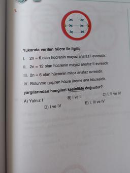 1.
Yukarıda verilen hücre ile ilgili;
1.
2n = 6 olan hücrenin mayoz anafaz-l evresidir.
II. 2n = 12 olan hücrenin mayoz anafaz-ll evresidir.
III. 2n = 6 olan hücrenin mitoz anafaz evresidir.
IV. Bölünme geçiren hücre üreme ana hücresidir.
yargılarından hangileri kesinlikle doğrudur?
A) Yalnız!
B) I ve II
C) I, II ve IV
D) I ve IV
E) I, III ve IV
