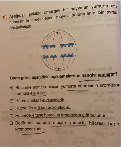 10. Aşağıdaki şekilde omurgalı bir hayvanın yumurta ana
hücresinde gerçekleşen mayoz bölünmenin bir evres
gösterilmiştir.
inmoonud
Buna göre, aşağıdaki açıklamalardan hangisi yanlıştır?
A) Bölünme sonucu oluşan yumurta hücresinin kromozom
formülü 4 + X dir