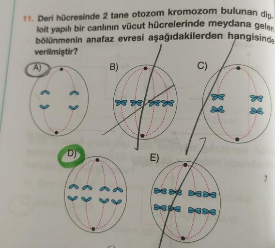 11. Deri hücresinde 2 tane otozom kromozom bulunan dio.
loit yapılı bir canlının vücut hücrelerinde meydana gelen
bölünmenin anafaz evresi aşağıdakilerden hangisinde
verilmiştir?
A)
B)
C)
88
88
----
D)
E)