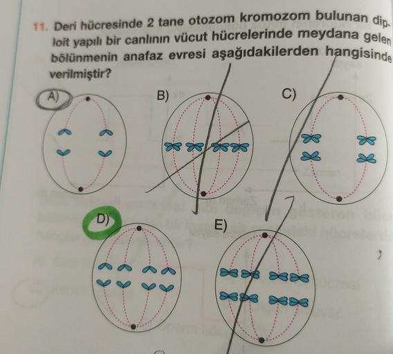 11. Deri hücresinde 2 tane otozom kromozom bulunan dio.
loit yapılı bir canlının vücut hücrelerinde meydana gelen
bölünmenin anafaz evresi aşağıdakilerden hangisinde
verilmiştir?
A)
B)
C)
88
88
----
D)
E)
