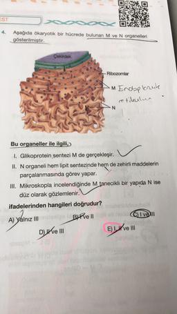 EST
4.
Aşağıda ökaryotik bir hücrede bulunan M ve N organelleri
gösterilmiştir.
Çekirdek
Ribozomlar
m Endoplasuk
retikulen
N
Bu organeller ile ilgili,
I. Glikoprotein sentezi M de gerçekleşir.
II. N organeli hem lipit sentezinde hem de zehirli maddelerin
parçalanmasında görev yapar.
III. Mikroskopla incelendiğinde M tanecikli bir yapıda N ise
düz olarak gözlemlenir.
ifadelerinden hangileri doğrudur?
BIPve II
I Vell
A) Yalnız III
Dell
E) Hve III