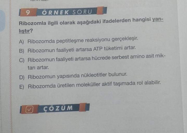9 ÖRNEK SORU
Ribozomla ilgili olarak aşağıdaki ifadelerden hangisi yan-
lıştır?
A) Ribozomda peptitleşme reaksiyonu gerçekleşir.
B) Ribozomun faaliyeti artarsa ATP tüketimi artar.
C) Ribozomun faaliyeti artarsa hücrede serbest amino asit mik-
tarı artar.
D