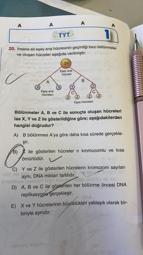 A
A
A
A
TYT
20. İnsana ait eşey ana hücresinin geçirdiği bazı bölünmeler
ve oluşan hücreler aşağıda verilmiştir.
smnuud
2nuncios
Eşey ana economia
hücresi
A
X
♡
Eşey ana
hücreleri
Budo
pa
2 2 2 2
Eşey hücreleri
.
Bölünmeler A, B ve C ile sonuçta oluşan hüc