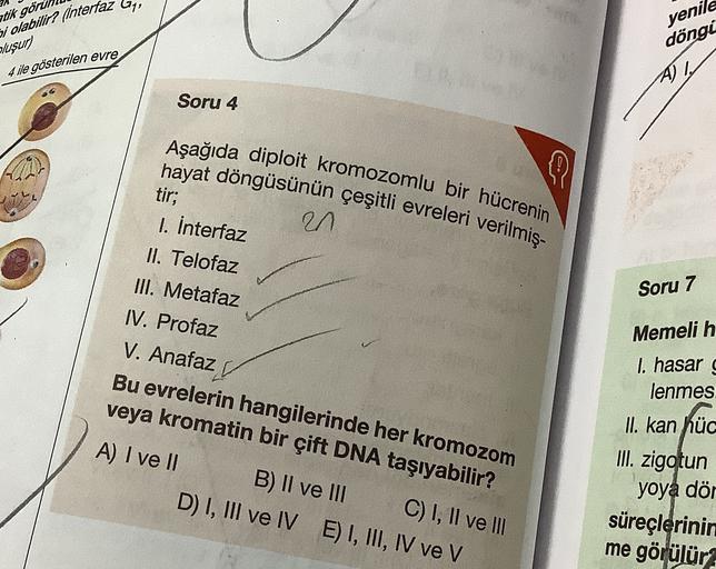 tik göru
yenile
Si olabilir? (Interfaz Gyi
döngi
oluşur)
4 ile gösterilen evre
All
Soru 4
Aşağıda diploit kromozomlu bir hücrenin
hayat döngüsünün çeşitli evreleri verilmiş-
Q
2n
tir;
I. interfaz
II. Telofaz
III. Metafaz
IV. Profaz
Soru 7
Memelih
1. hasard