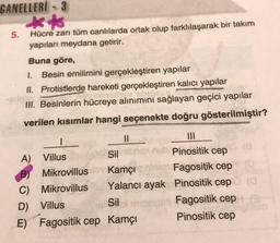 GANELLERİ - 3
kt
5. Hücre zarı tüm canlılarda ortak olup farklılaşarak bir takım
yapıları meydana getirir.
Buna göre,
1. Besin emilimini gerçekleştiren yapılar
II. Protistlerde hareketi gerçekleştiren kalıcı yapılar
III. Besinlerin hücreye alınımını sağlayan geçici yapılar
verilen kısımlar hangi seçenekte doğru gösterilmiştir?
.
II
III
A) Villus
Sil
Pinositik cep
B) Mikrovillus Kamçi
cale Fagositik cep
C) Mikrovillus Yalancı ayak Pinositik cep
D) Villus
Sil
Fagositik cep
E) Fagositik cep Kamçı
Pinositik cep
