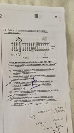 D20
2
29
15. Şekilde hücre zarından mineral ve glikoz geçişi
gösterilmiştir.
Hücre
zari
Por
Glikoz
Mineral
Hücre zarından bu moleküllerin geçişleri ile ilgili
olarak aşağıdaki karşılaştırmalardan hangisi yanlıştır?
A) Minerallerin geçişinde ATP harcanmazken glikozun
geçişinde ATP harcanır.
B) Minerallerin geçişi, glikoz moleküllerinin geçişinden
daha hızlı gerçekleşir.
Organik besin monomerlerinin zardan geçişi ile
inorganik maddelerin zardan geçişi farklılıklar
gösterir. +
Her iki taşıma olayı da çok yoğun ortamdan az yoğun
ortama doğrudur.
E) Minerallerin geçişinde taşıyıcı proteinler görev
yapmazken glikozun geçişinde taşıyıcı proteinler
görev yapar.
Su, you
kolaylastinimy difolyan
ve difornia
A=?
Erkek on
Kraliçe on
20
Inson
Inesen
