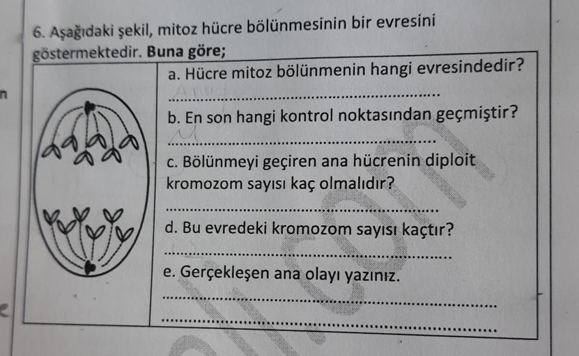 6. Aşağıdaki şekil, mitoz hücre bölünmesinin bir evresini
göstermektedir. Buna göre;
a. Hücre mitoz bölünmenin hangi evresindedir?
n
b. En son hangi kontrol noktasından geçmiştir?
C. Bölünmeyi geçiren ana hücrenin diploit
kromozom sayısı kaç olmalıdır?
d. 