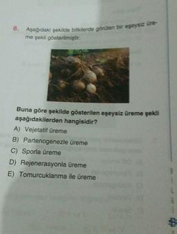 8.
Aşağıdaki şekilde bitkilerde görülen bir eşeysiz üre
me şekli gösterilmiştir.
Buna göre şekilde gösterilen eşeysiz üreme şekli
aşağıdakilerden hangisidir?
A) Vejetatif üreme
B) Partenogenezle üreme
C) Sporla üreme
D) Rejenerasyonla üreme
E) Tomurcuklanma ile üreme
$