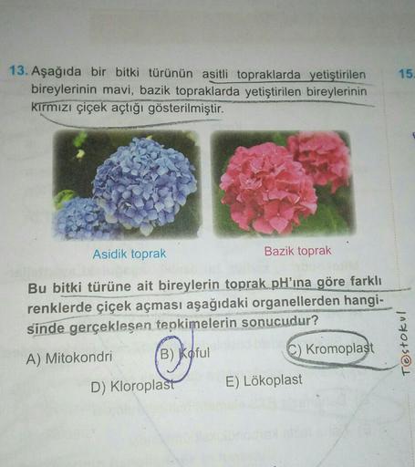 15
13. Aşağıda bir bitki türünün asitli topraklarda yetiştirilen
bireylerinin mavi, bazik topraklarda yetiştirilen bireylerinin
kırmızı çiçek açtığı gösterilmiştir.
Asidik toprak
Bazik toprak
Bu bitki türüne ait bireylerin toprak pH'ına göre farklı
renkler