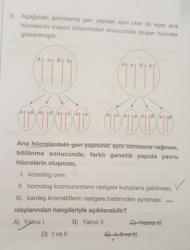 5. Aşağıdaki şemalarda gen yapıları aynı olan iki eşey ana
hücresinin mayoz bölünmeleri sonucunda oluşan hücreler
gösterilmiştir.
At a+ B+ 6+
Ata+ B+b+
At+B At +B at to attb)
(ADD UTTO
(Atto Atto attBat+B)
Ana hücrelerdeki gen yapısının aynrolmasma rağmen,