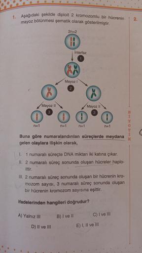 1. Aşağıdaki şekilde diploit 2 kromozomlu bir hücrenin
mayoz bölünmesi şematik olarak gösterilmiştir.
2.
2n=2
HA
Interfaz
Mayoz 1
X
Mayoz II
X
Mayoz !
OO
n=1
n=1
n=1
n=1
OB
Buna göre numaralandırılan süreçlerde meydana
gelen olaylara ilişkin olarak,
1.1 nu