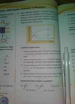 Osmoz, Aktif Taşıma, Endositoz ve Ekzositoz
imgelenen üç farklı
verilmiştir.
8.
Farklı bitkilerden alınan K, L, M ve N hücreleri, yo
lukları aynı olan çözeltilerin bulunduğu dört farkli kan
bırakılıyor. Deney sürecinde hücrelerin sitoplazmay
ğunluklarında meydana gelen değişimler tespit edilere
1.
Prokaryot
I. fotose
II. hücre
aşağıdaki grafik oluşturuluyor.
Taşıyıcı
protein
III. DNA
olaylarie
bulunat
N
Sitoplazma yoğunluğu
A) Yaln
M
L
ADP+P
K turgor
Zaman
M
noleküllere aşağı-
deler örnek gös-
Aşağ
tikult
M
A)
Su
Glikoz
Grafikteki bilgilere göre,
1. Deneyin başlangıcında K hücresinin ozmotik basın
Ci, konulduğu çözeltinin ozmotik basıncından yük.
sektir.
II. Deneyin başlangıcında K ve L hücrelerinin sitoplaz.
ma yoğunluğu, çözeltinin yoğunluğundan düşüktür.
III. Deneyin başlangıcında N hücresinin ozmotik basın-
CI, KL ve M hücrelerinin ozmotik basıncından
düşüktür.
IV. Deney süresince N hücresinin turgor basıncı azal-
ken, K ve L hücrelerinin turgor basıncı artar.
Na+
Mgt
Nişasta
HOBH
T
K
açıklamalarından hangileri yapılabilir?
3.
ECON
toz ve endositoz
A)
A) I vg 11
B) II ve 111
C) III ve IV
T.
D) I, III ve IV
E) II, III ve IV
re zari
