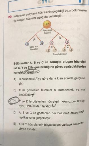 20. İnsana ait eşey ana hücresinin geçirdiği bazı bölünmeler
ve oluşan hücreler aşağıda verilmiştir.
2n
Eşey ana
hücresi
B
A
Eşey ana
hücreleri
Z Z Z 2
Eşey hücreleri
Bölünmeler A, B ve C ile sonuçta oluşan hücreleri
ise X, Y ve Z ile gösterildiğine göre;
