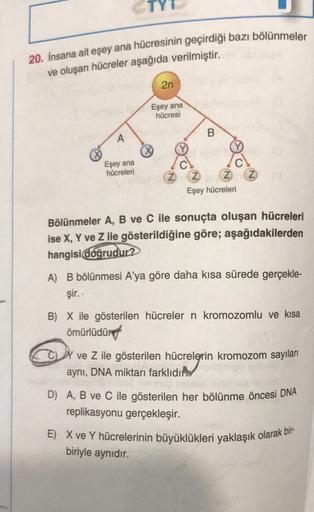 20. İnsana ait eşey ana hücresinin geçirdiği bazı bölünmeler
ve oluşan hücreler aşağıda verilmiştir.
2n
Eşey ana
hücresi
B
A
Eşey ana
hücreleri
Z Z Z 2
Eşey hücreleri
Bölünmeler A, B ve C ile sonuçta oluşan hücreleri
ise X, Y ve Z ile gösterildiğine göre; 