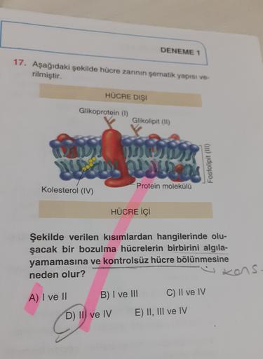 DENEME 1
17. Aşağıdaki şekilde hücre zarının şematik yapısı ve-
rilmiştir
HÜCRE DIŞI
Glikoprotein (1)
Glikolipit (11)
23
NOS
ns
20
Fosfolipit (III)
Kolesterol (IV)
Protein molekülü
HÜCRE İÇİ
Şekilde verilen kısımlardan hangilerinde olu-
şacak bir bozulma h