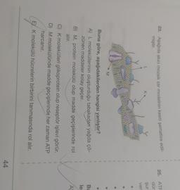 23. Aşağıda akıcı mozaik zar modelinin kesiti şematize edil-
miştir.
25. ATF
dür
L
1
1
şur.
ver
LE
1
M
1
1
Bu
Buna göre, aşağıdakilerden hangisi yanlıştır?
A) L moleküllerinin oluşturduğu tabakadan yağda çö-
zünen maddeler kolay geçer.
B) M, protein molekülü olup madde geçişlerinde rol
alır.
le
A
C) K molekülleri glikoprotein olup reseptör işlevi görür.
D) M molekülünde madde geçişlerinde her zaman ATP
harcanır.
EY K molekülü hücrelerin birbirini tanımasında rol alır.
44
