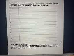 1. EPIDID YMIS, 2. PENIS, 3. PROSTATE GLAND, 4. SEMINAL VESICLE, 5. TESTIS, 6. URETHRA,
7. URINARY BLADDER, 8. VAS DEFERENS, 9. GLANS PENIS, 10. SCROTUM
FUNCTION
NAME
1.
2.
3.
4.
5.
6.
7.
8.
9.
10.
IN THE NEXT PICTURE IDENTIFY:
1. CLITORIS, 2. ENDOMETRIUM,
