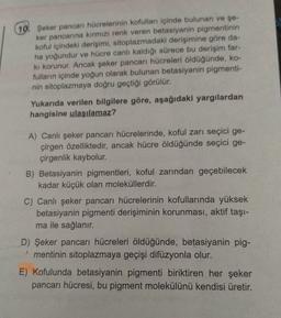 10. Şeker pancan hücrelerinin kofulları içinde bulunan ve şe-
ker pancanna kırmızı renk veren betasiyanin pigmentinin
koful içindeki derişimi, sitoplazmadaki derişimine göre da-
ha yoğundur ve hücre canlı kaldığı sürece bu derişim far-
ki korunur. Ancak şeker pancarı hücreleri öldüğünde, ko-
fulların içinde yoğun olarak bulunan betasiyanin pigmenti-
nin sitoplazmaya doğru geçtiği görülür.
Yukarıda verilen bilgilere göre, aşağıdaki yargılardan
hangisine ulaşılamaz?
A) Canlı şeker pancarı hücrelerinde, koful zarı seçici ge-
çirgen özelliktedir, ancak hücre öldüğünde seçici ge-
çirgenlik kaybolur.
B) Betasiyanin pigmentleri, koful zarından geçebilecek
kadar küçük olan moleküllerdir.
C) Canlı şeker pancarı hücrelerinin kofullarında yüksek
betasiyanin pigmenti derişiminin korunması, aktif taşı-
ma ile sağlanır.
D) Şeker pancarı hücreleri öldüğünde, betasiyanin pig-
mentinin sitoplazmaya geçişi difüzyonla olur.
E) Kofulunda betasiyanin pigmenti biriktiren her şeker
pancarı hücresi, bu pigment molekülünü kendisi üretir.