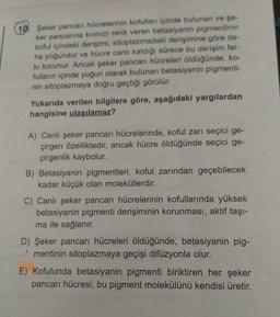 10. Şeker pancan hücrelerinin kofulları içinde bulunan ve şe-
ker pancanna kırmızı renk veren betasiyanin pigmentinin
koful içindeki derişimi, sitoplazmadaki derişimine göre da-
ha yoğundur ve hücre canlı kaldığı sürece bu derişim far-
ki korunur. Ancak şeker pancarı hücreleri öldüğünde, ko-
fulların içinde yoğun olarak bulunan betasiyanin pigmenti-
nin sitoplazmaya doğru geçtiği görülür.
Yukarıda verilen bilgilere göre, aşağıdaki yargılardan
hangisine ulaşılamaz?
A) Canlı şeker pancarı hücrelerinde, koful zarı seçici ge-
çirgen özelliktedir, ancak hücre öldüğünde seçici ge-
çirgenlik kaybolur.
B) Betasiyanin pigmentleri, koful zarından geçebilecek
kadar küçük olan moleküllerdir.
C) Canlı şeker pancarı hücrelerinin kofullarında yüksek
betasiyanin pigmenti derişiminin korunması, aktif taşı-
ma ile sağlanır.
D) Şeker pancarı hücreleri öldüğünde, betasiyanin pig-
mentinin sitoplazmaya geçişi difüzyonla olur.
E) Kofulunda betasiyanin pigmenti biriktiren her şeker
pancarı hücresi, bu pigment molekülünü kendisi üretir.
