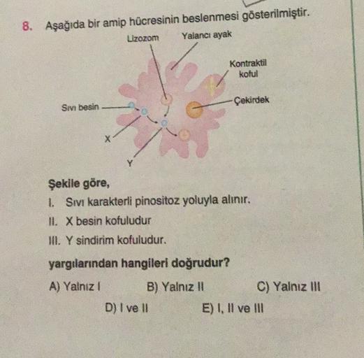 8. Aşağıda bir amip hücresinin beslenmesi gösterilmiştir.
Lizozom Yalancı ayak
Kontraktil
koful
Çekirdek
Sin besin
X
Y
Şekile göre,
1. Sivi karakterli pinositoz yoluyla alınır.
ll. X besin kofuludur
III. Y sindirim kofuludur.
yargılarından hangileri doğrud