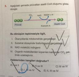 5. Aşağıdaki şemada piruvattan asetil CoA oluşumu göste-
rilmiştir.
CO2
NAD
NADH + H
COC
Piruvat
Asetil COA
Koenzim A
Bu dönüşüm tepkimesiyle ilgili,
1. Ökaryotlarda mitokondride gerçekleşir
.
II. Substrat düzeyinde fosforilasyon gerçekleşir.
III. NAD molekülü indirgenir.
IV. Organik moleküllerden koparılan karbon/ar CO2 şek-
linde uzaklaştırılır.
ifadelerinden hangileri doğrudur?
A) Ave II
Bl Il ve III
D) 1, Il ve IV E) II, III ve IV
aco
C) III ve IV