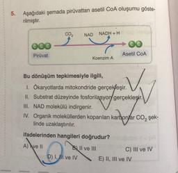 5. Aşağıdaki şemada piruvattan asetil CoA oluşumu göste-
rilmiştir.
CO2
NAD
NADH + H
COC
Piruvat
Asetil COA
Koenzim A
Bu dönüşüm tepkimesiyle ilgili,
1. Ökaryotlarda mitokondride gerçekleşir
.
II. Substrat düzeyinde fosforilasyon gerçekleşir.
III. NAD molekülü indirgenir.
IV. Organik moleküllerden koparılan karbon/ar CO2 şek-
linde uzaklaştırılır.
ifadelerinden hangileri doğrudur?
A) Ave II
Bl Il ve III
D) 1, Il ve IV E) II, III ve IV
aco
C) III ve IV
