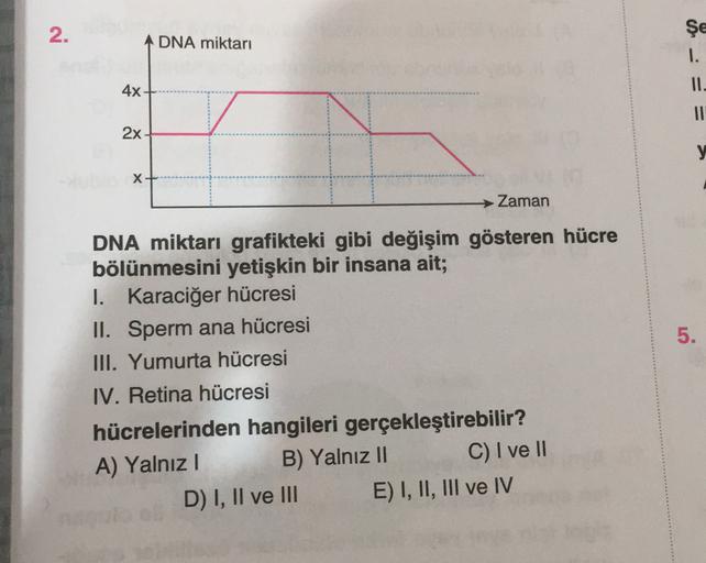 2.
Şe
DNA miktarı
1.
II.
4x
2x
=
X
5.
→ Zaman
DNA miktarı grafikteki gibi değişim gösteren hücre
bölünmesini yetişkin bir insana ait;
I. Karaciğer hücresi
II. Sperm ana hücresi
III. Yumurta hücresi
IV. Retina hücresi
hücrelerinden hangileri gerçekleştirebi