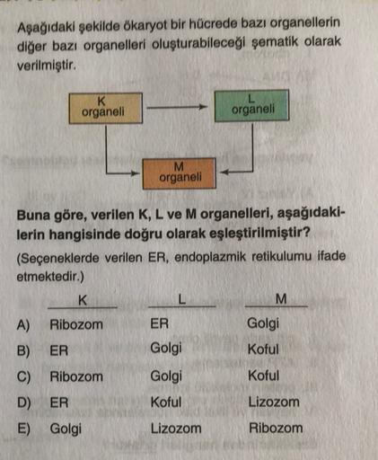 Aşağıdaki şekilde ökaryot bir hücrede bazı organellerin
diğer bazı organelleri oluşturabileceği şematik olarak
verilmiştir.
K
organeli
L
organeli
M
organeli
Buna göre, verilen K, L ve M organelleri, aşağıdaki-
lerin hangisinde doğru olarak eşleştirilmiştir