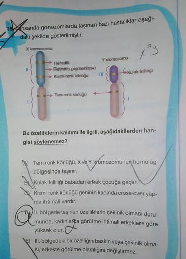 15 insanda gonozomlarda taşınan bazı hastalıklar aşağı-
daki şekilde gösterilmiştir.
X kromozomus
xay
Y kromozom
IL
Hemofili
Retinitis pigmentosa
Kismi renk körüğü
Kulak kalliliği
- Tam renk körluğu
Bu özelliklerin kalıtımı ile ilgili, aşağıdakilerden han-