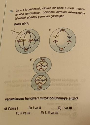 16. 2n = 4 kromozomlu diploid bir canlı türünün hücre-
lerinde gerçekleşen bölünme evreleri mikroskopta
Izlenerek görüntü şemaları çizilmiştir.
Buna göre,
II.
nie
III.
verllenlerden hangileri mitoz bölünmeye aittir?
A) Yalnız 1 B) I ve II C) I ve III
D) II