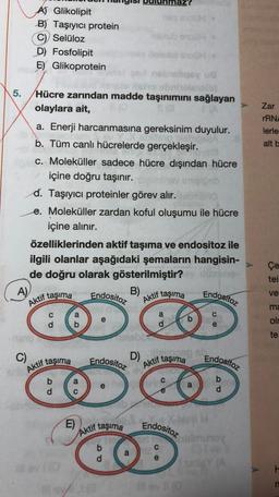 A) Glikolipit
B) Taşıyıcı protein
C) Selüloz
D) Fosfolipit
E) Glikoprotein
Zar
rRN
lerle
alt b
5. Hücre zarından madde taşınımını sağlayan
olaylara ait,
SO
a. Enerji harcanmasına gereksinim duyulur.
b. Tüm canlı hücrelerde gerçekleşir.
c. Moleküller sadece hücre dışından hücre
içine doğru taşınır.
d. Taşıyıcı proteinler görev alır.
e. Moleküller zardan koful oluşumu ile hücre
içine alınır.
özelliklerinden aktif taşıma ve endositoz ile
ilgili olanlar aşağıdaki şemaların hangisin-
de doğru olarak gösterilmiştir?
B)
Aktif taşıma
Çe
tei
A)
Endositoz
Endosítoz
ve
Aktif taşıma
ma
a
C
e
d
b
d
olr
te
C)
Endositoz
Endositoz
Aktif taşıma
b
d
D)
Aktif taşıma
b
E)
Endositoz
X
Aktif taşıma
b
d
amino
n